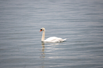 Landscape from town of Vevey to Lake Geneva, Switzerland