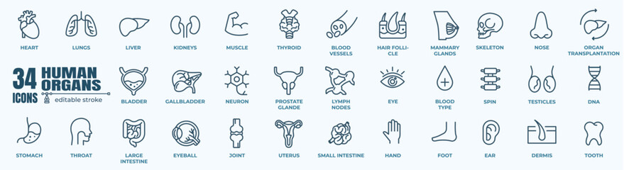 Simple Set of  human internal organs icons set with lungs, kidneys, stomach, intestines, brain, heart, spleen and liver, skin, artery, blood, etc. Vector Line Icons. Editable Stroke. 48x48 Pixel Perfe - obrazy, fototapety, plakaty