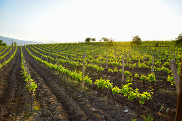 Fototapeta na wymiar vineyard in spring on sunny day in Tikves wine region, Macedonia