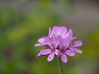 ハーブ　ローズゼラニウム　ピンクの花
