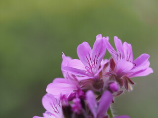 ハーブ　ローズゼラニウム　ピンクの花