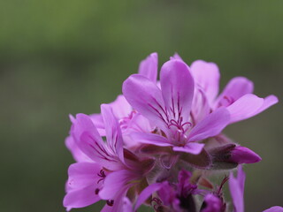ハーブ　ローズゼラニウム　ピンクの花