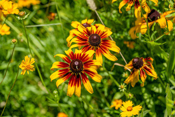 yellow flower field