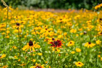 yellow flower field