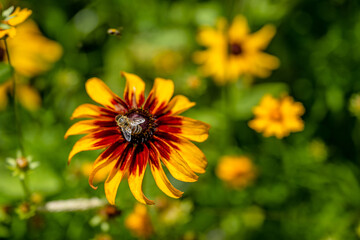 yellow flower field