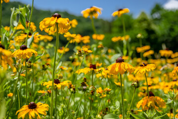 yellow flower field