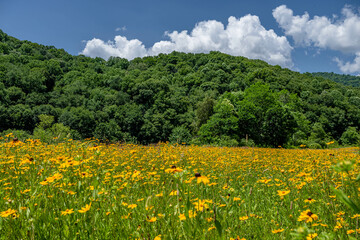 yellow flower field