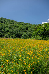 yellow flower field