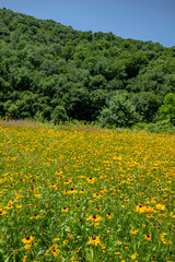 yellow flower field