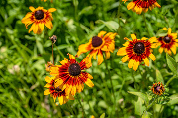 yellow flower field