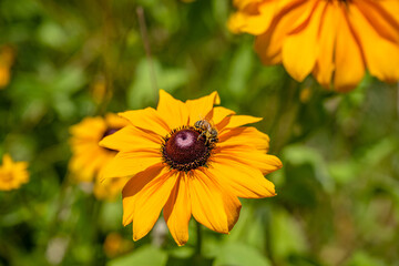 yellow flower field