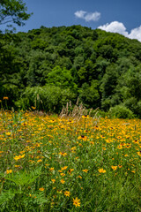 yellow flower field