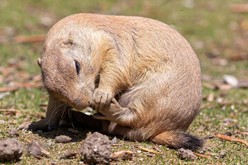 Prairie dog eating with front paws. Small and wild rodents. Close-up of a predator-watchful rodent.