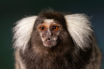 White brush-eared marmoset looking at camera. Small monkey on a tree. Close-up of a Titi monkey.