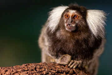 White brush-eared marmoset looking at camera. Small monkey on a tree. Close-up of a Titi monkey.