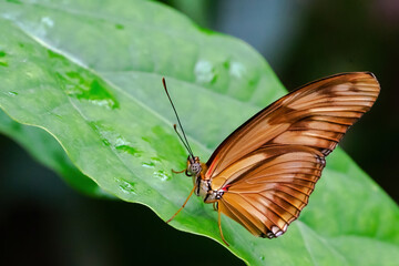 Macro photo of a monarch butterfly on a tree leaf. Photo of insect with wings. Butterfly with brown and black wings.