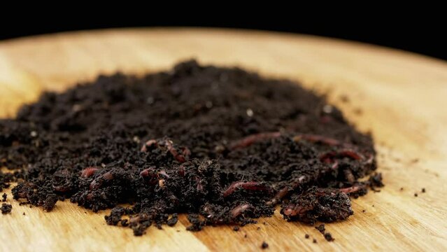 Close up, Crawling Red Earthworms in Black Soil Isolated on Wooden Background. Slow motion. Group of wriggling earthworms in wet compost. Fishing worms. Red worms Dendrobaena. Loosening fertile soil.
