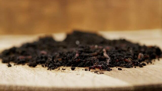 Close up, Crawling Red Earthworms in Black Soil Isolated on Wooden Background. Slow motion. Group of wriggling earthworms in wet compost. Fishing worms. Red worms Dendrobaena. Loosening fertile soil.
