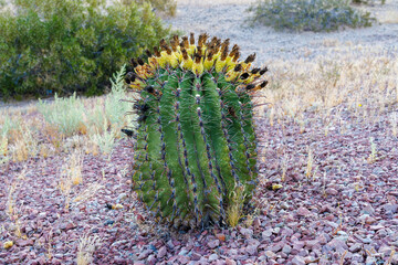 Ferocactus wislizeni, also called a fishhook barrel cactus, is a flowering plant in the cactus family Cactaceae. Native to northern Mexico and the southern United States. 
