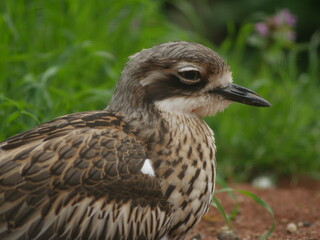 Œdicnème bridé de profil