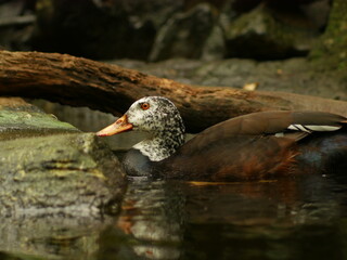 Canard à ailes blanche nageant dans l'eau