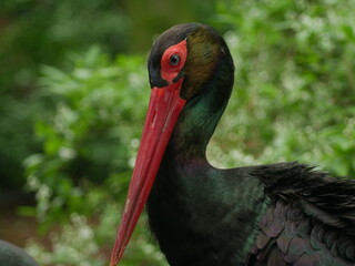 Cigogne noire de profil © Sbastien