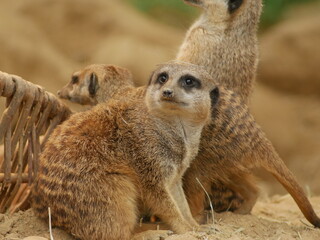 Suricate
