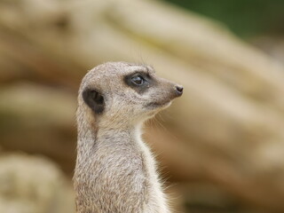 Suricate attentif de profil