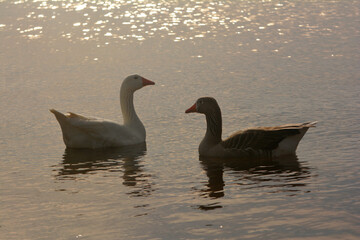 pato nadando en el agua al atardecer