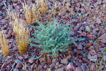 Naklejka na ściany i meble Green plant in the sonoran desert in Arizona during spring. 