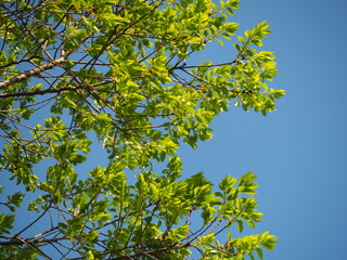 爽やかなグリーン　アキニレ