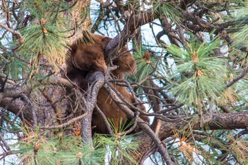 Sleeping Brown Bear In A Tree