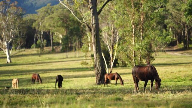 Beautiful Horse in a field on a farm in Australia. Horses in a meadow in spring