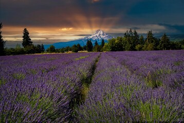 Fototapeta na wymiar A brilliant lavender flower field with an abandoned cabin and Mt Hood in the background nedar Parkdale Oregon