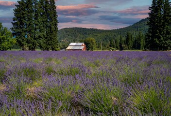 A brilliant lavender flower field with a red barn in the background nedar Parkdale Oregon
