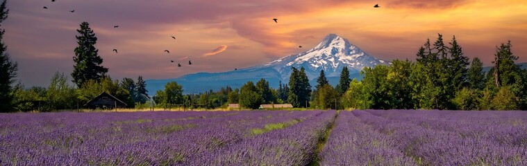 A brilliant lavender flower field with an abandoned cabin and Mt Hood in the background nedar Parkdale Oregon