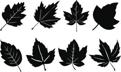 Set of autumn leaves. Set of autumn leaf silhouettes. Autumn leaf icons set. Black and white autumn leaf vectors.