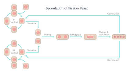 Sporulation and Life Cycle of Fission Yeast biology vector illustration diagram