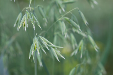 close up of green oats plant grass in the field with selective focus
