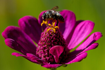 Bumblebee on Garden Zinnis
