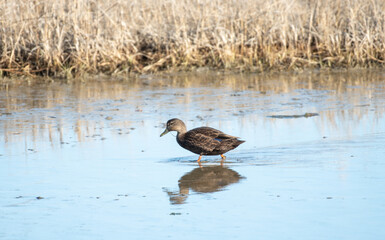 American Black Duck