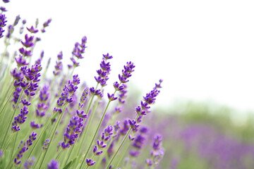 Beautiful blooming lavender growing outdoors, closeup. Space for text