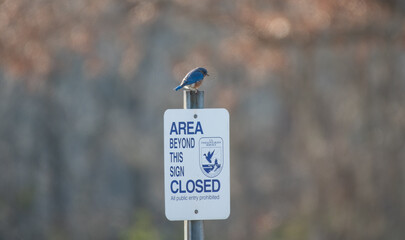 Eastern Bluebird