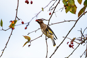 Juvenile Cedar Waxwing eating a berry