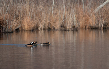Hooded Merganser