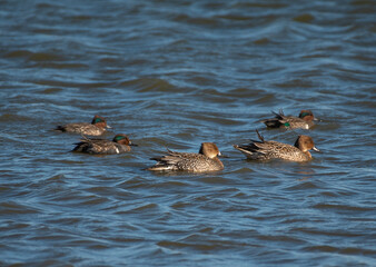 Northern Pintail and Green Winged Teal