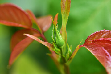 バラのつぼみと赤い葉