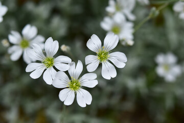 セラスチウム　真上から