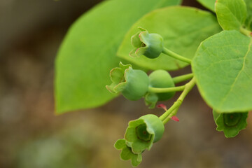 実がつき始めたブルーベリー