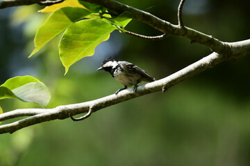 太い枝に止まる夏のヒガラ
